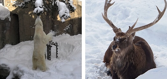 Asahiyama Zoo