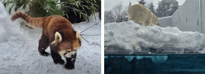 Maruyama Zoo