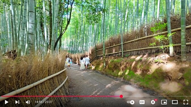 Bamboo Forest