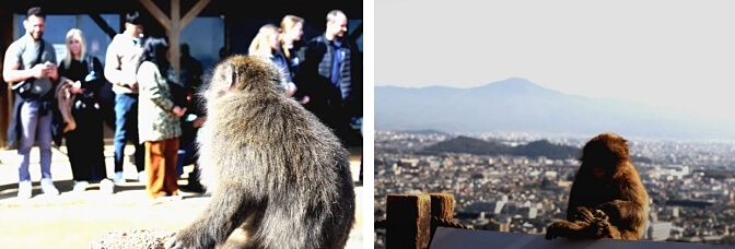 Arashiyama Monkey Park