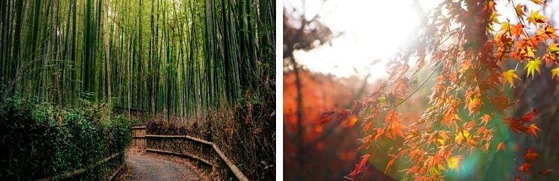 Arashiyama 