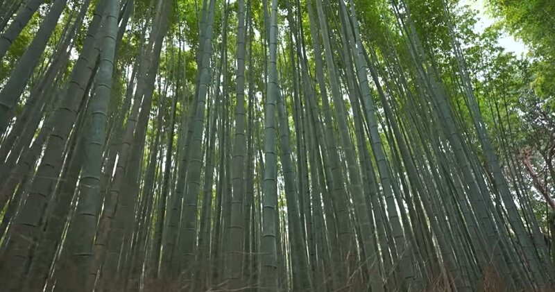 bamboo