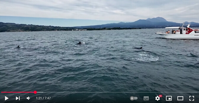 Dolphin Watching