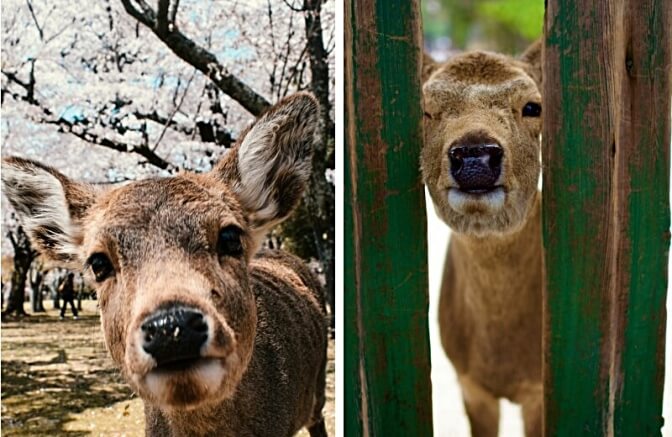 Nara Deer