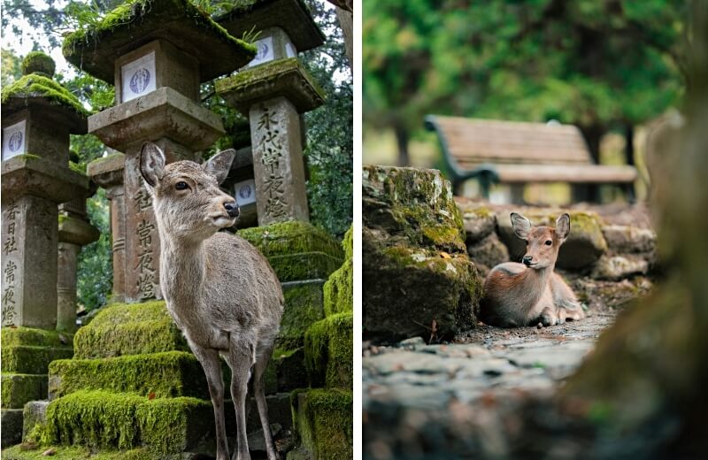 Kasugataisha Deer