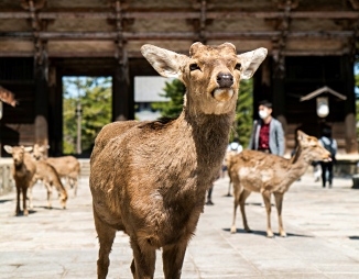 Nara Day Trip Guide