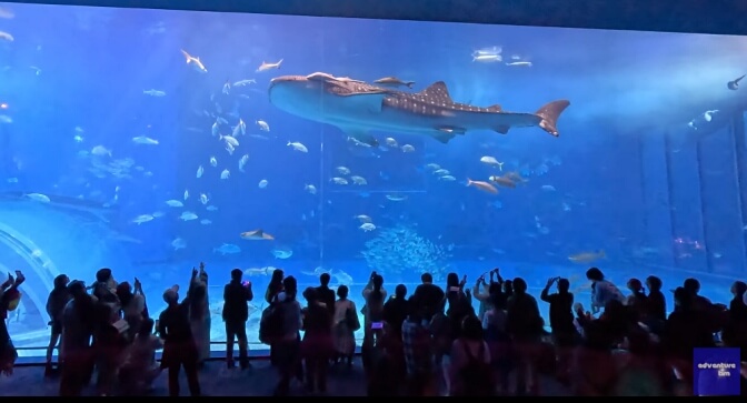 Okinawa Churaumi Aquarium