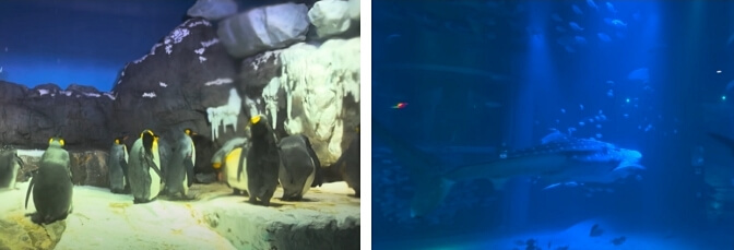 Aquarium