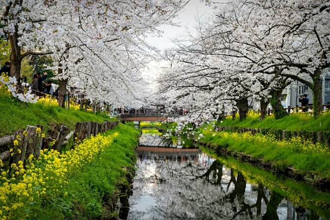 Shingashi River