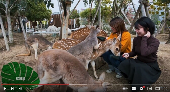 Animal Kingdom